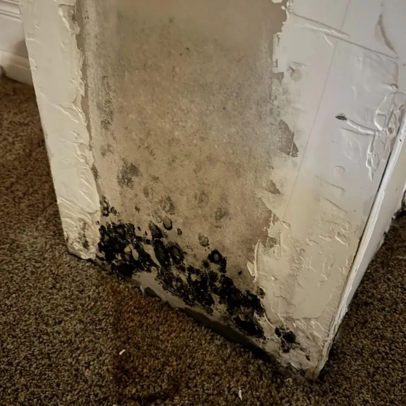 Professional Mold Removal in Sioux County, NE